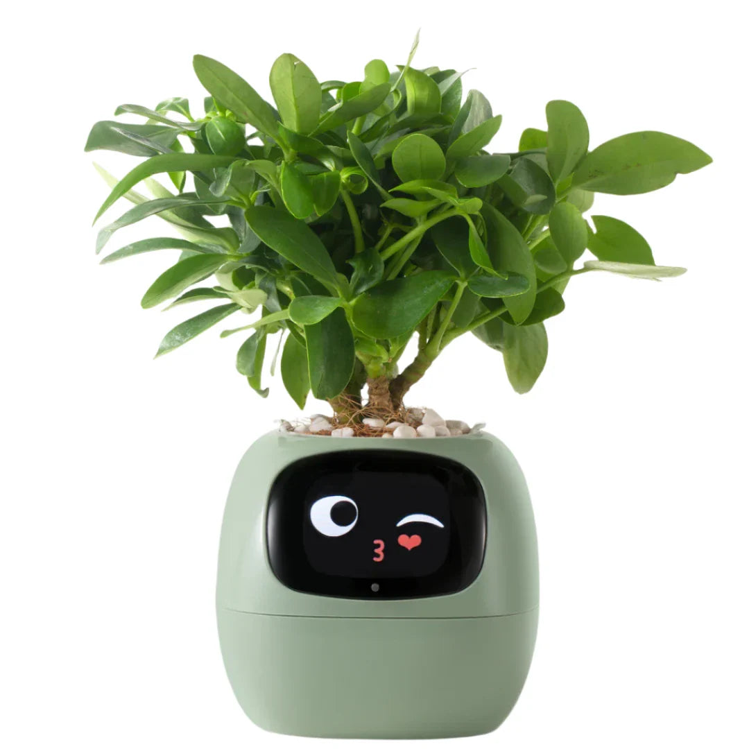 Sandsberg Ivy Smart Planter