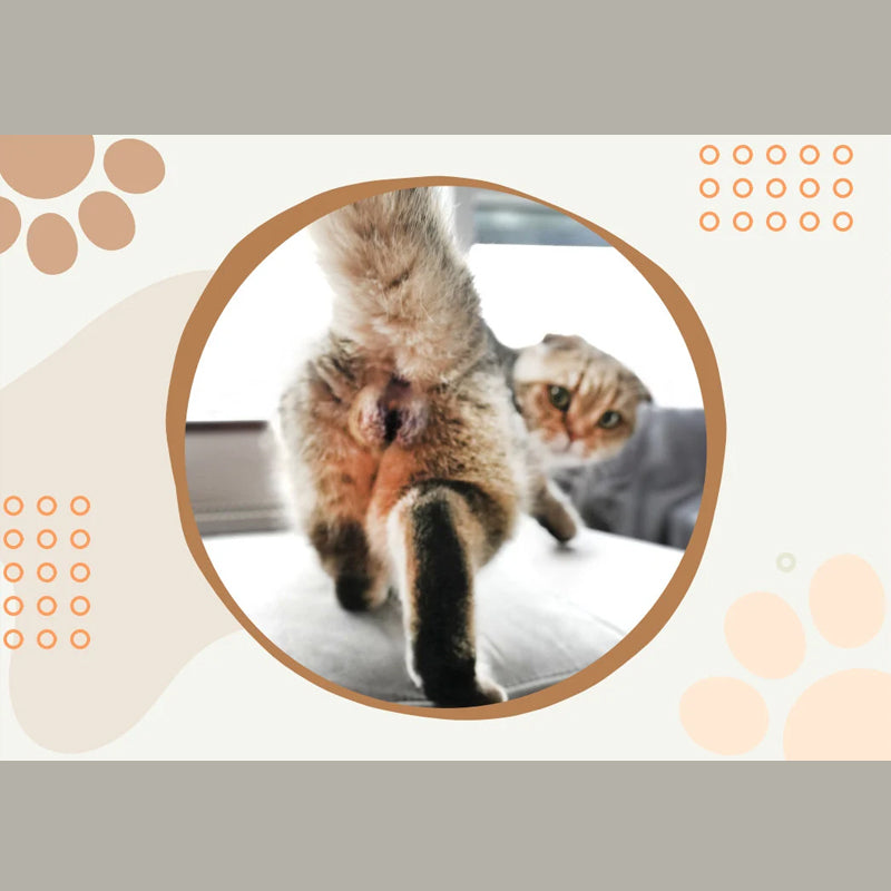 Lustiger Katzenballkalender 2024