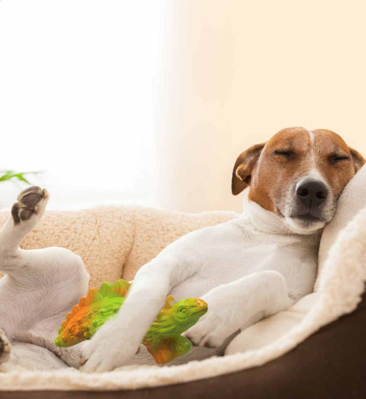 Sandsberg | Hund kaut Backenzahn Spielzeug