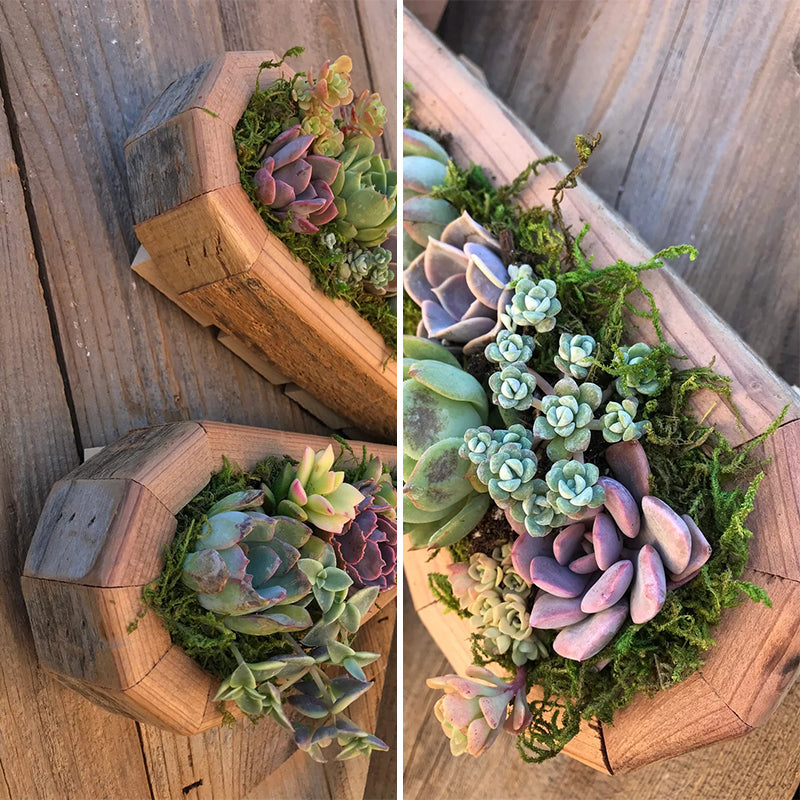 Tier-Sukkulenten-Garten-Anordnung