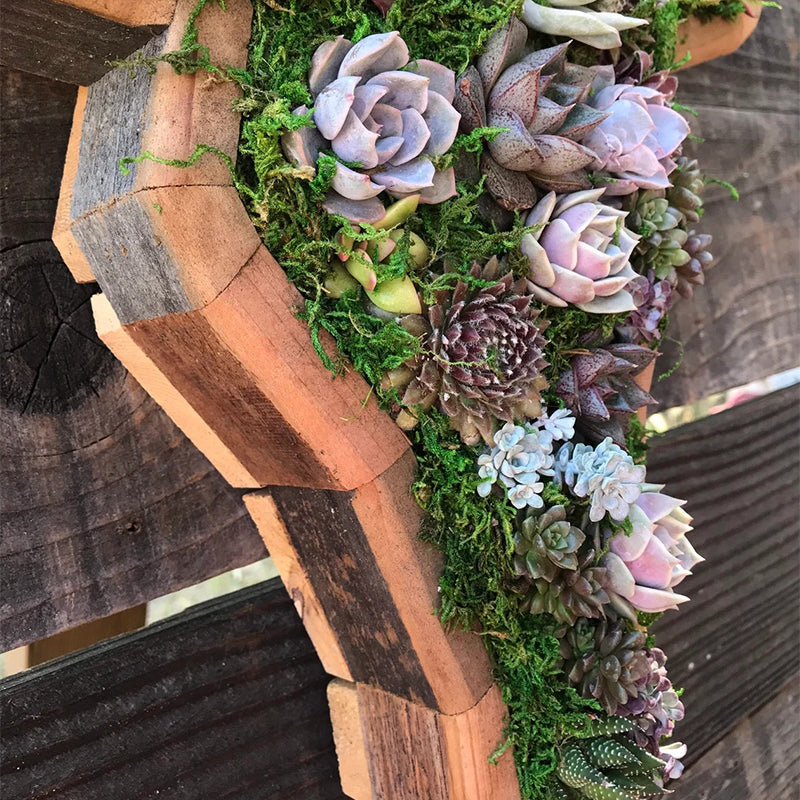 Tier-Sukkulenten-Garten-Anordnung
