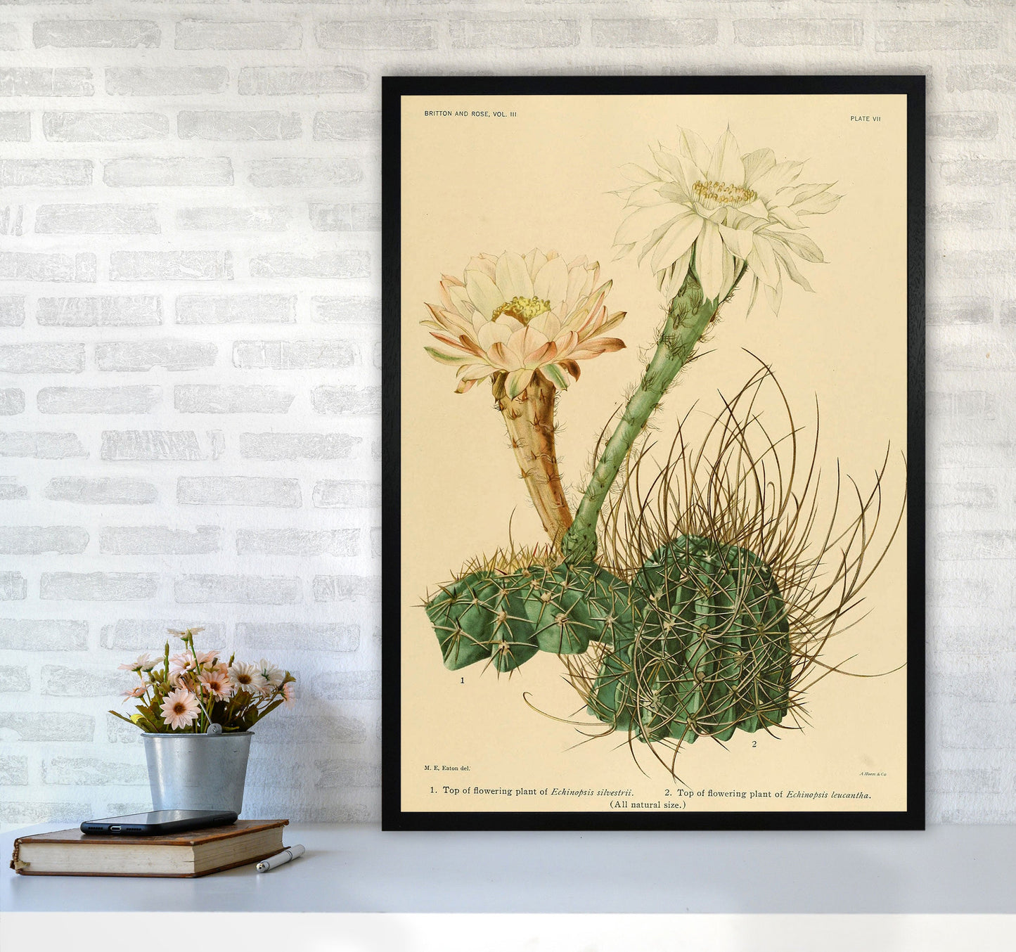 Sandsberg | Cactus Serie 6 Kunstdruck