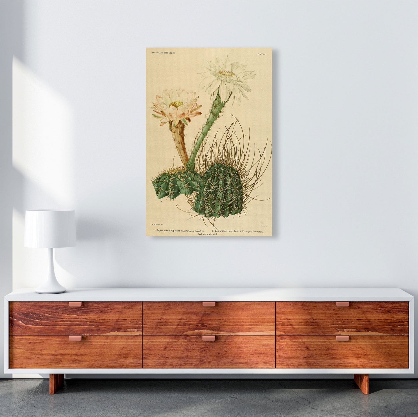 Sandsberg | Cactus Serie 6 Kunstdruck