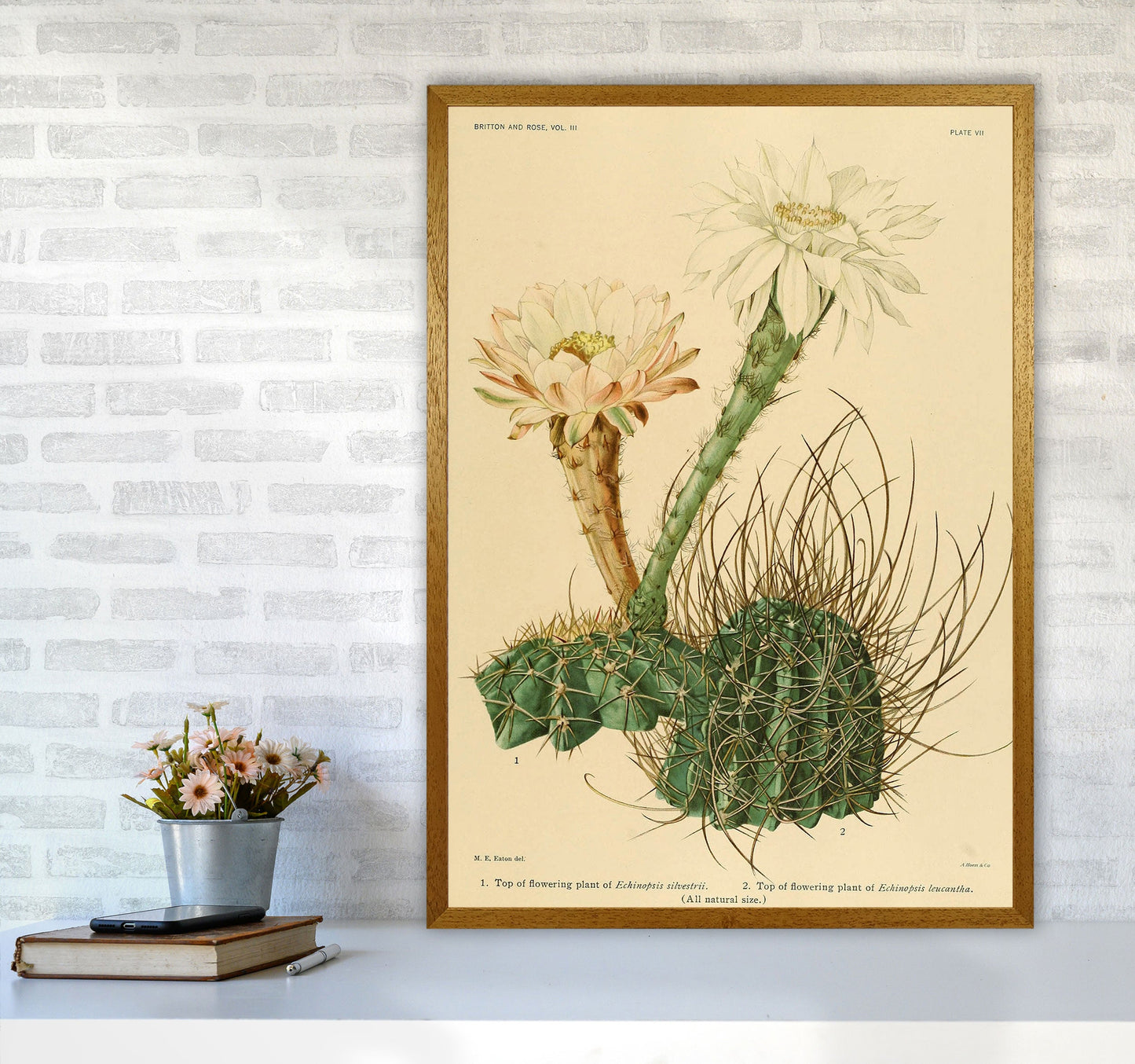 Sandsberg | Cactus Serie 6 Kunstdruck