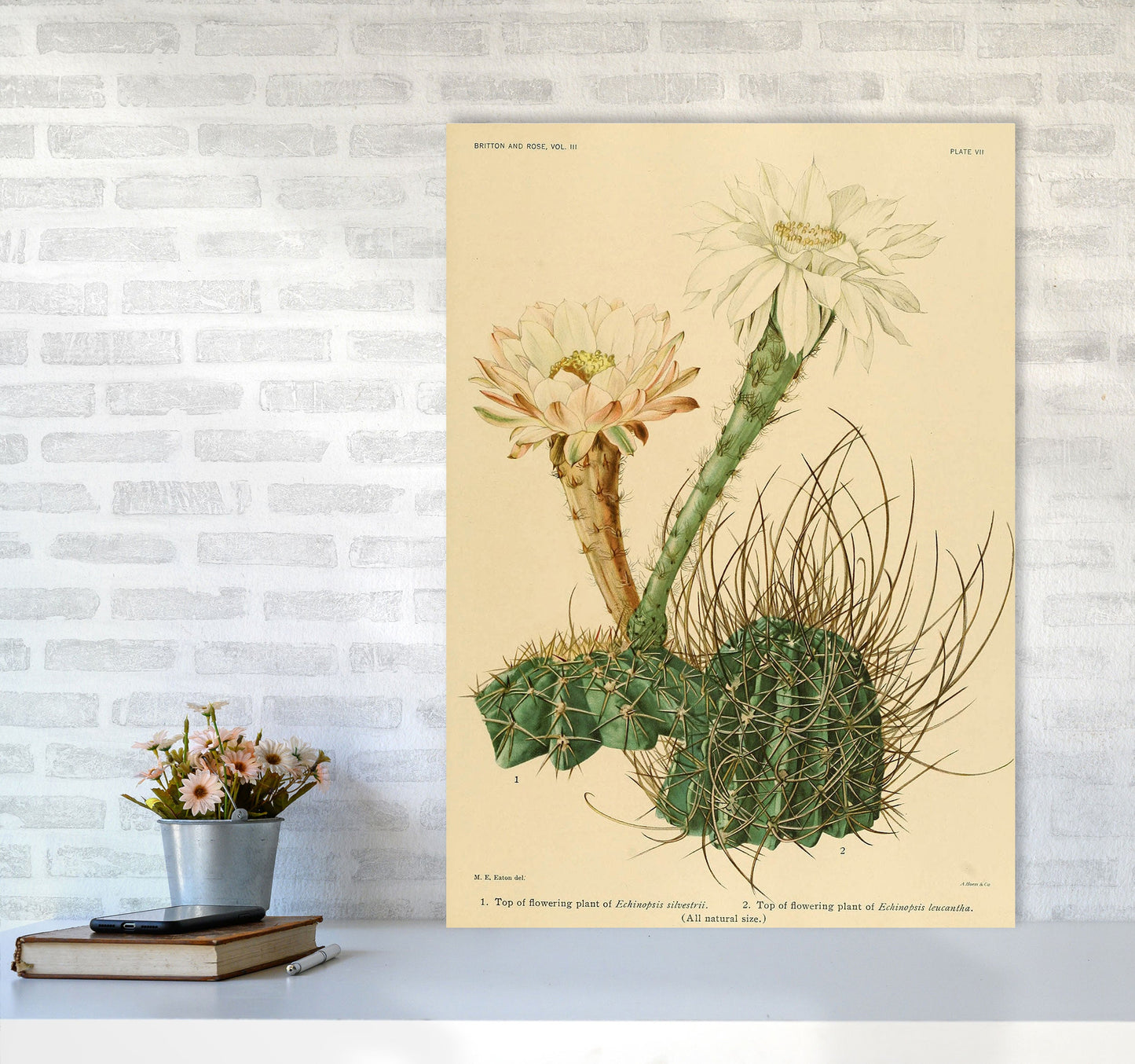 Sandsberg | Cactus Serie 6 Kunstdruck