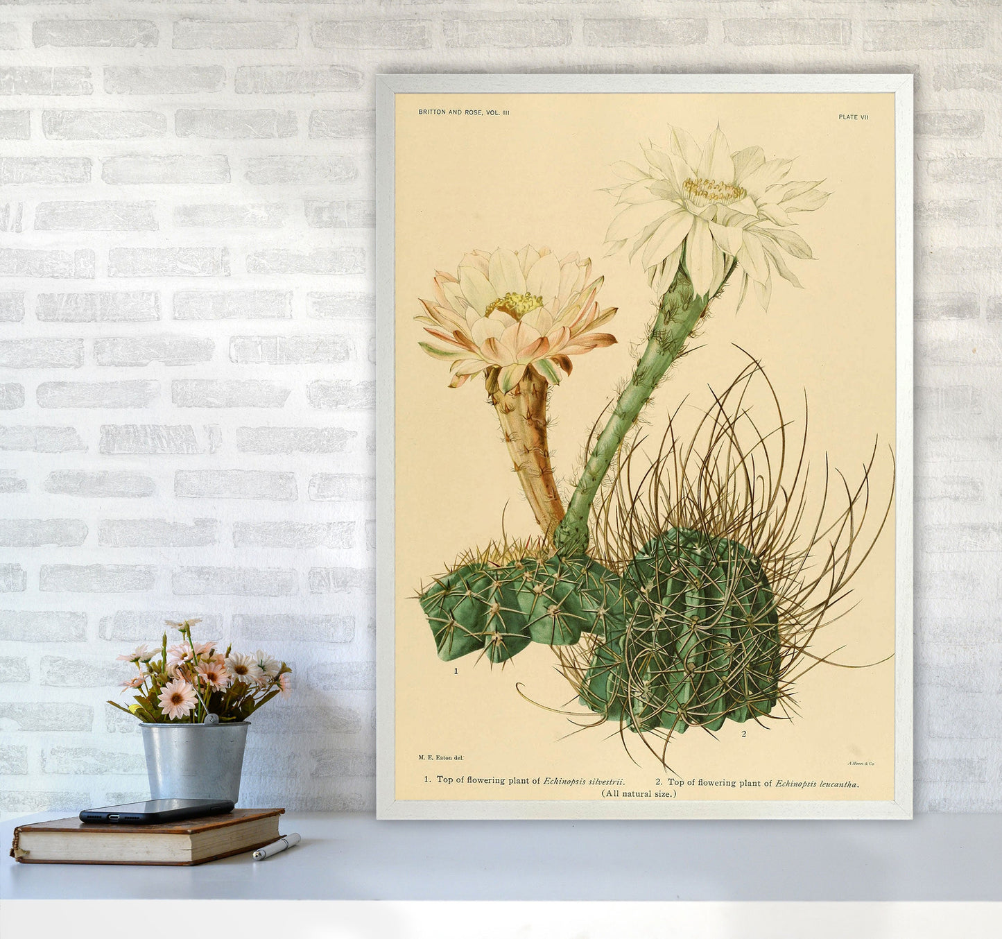 Sandsberg | Cactus Serie 6 Kunstdruck