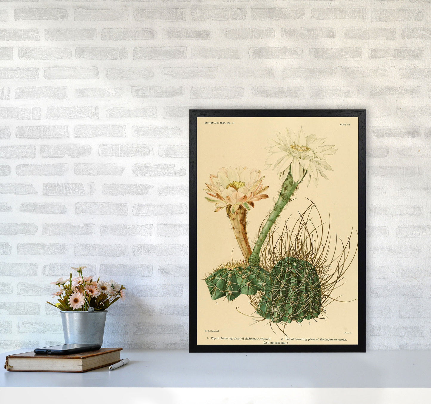 Sandsberg | Cactus Serie 6 Kunstdruck