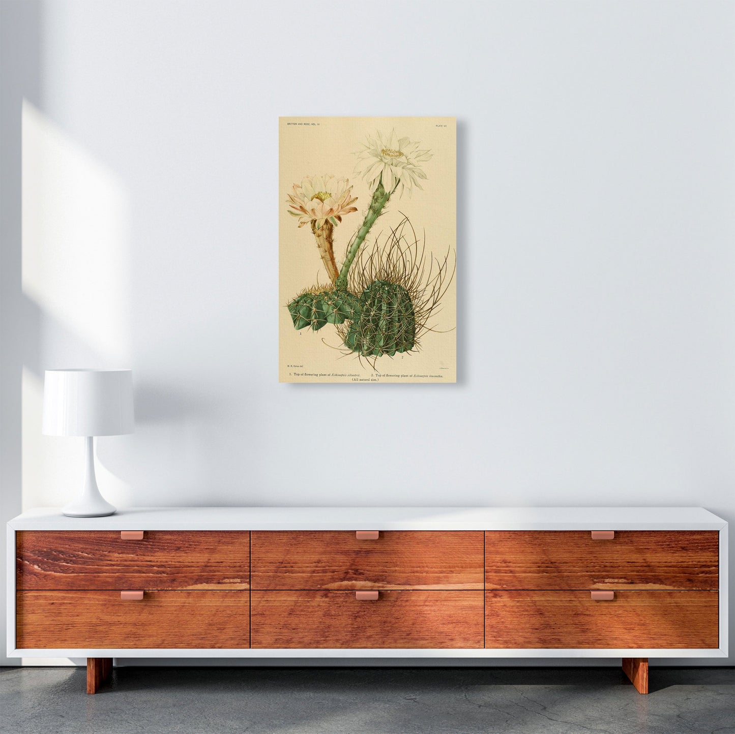 Sandsberg | Cactus Serie 6 Kunstdruck