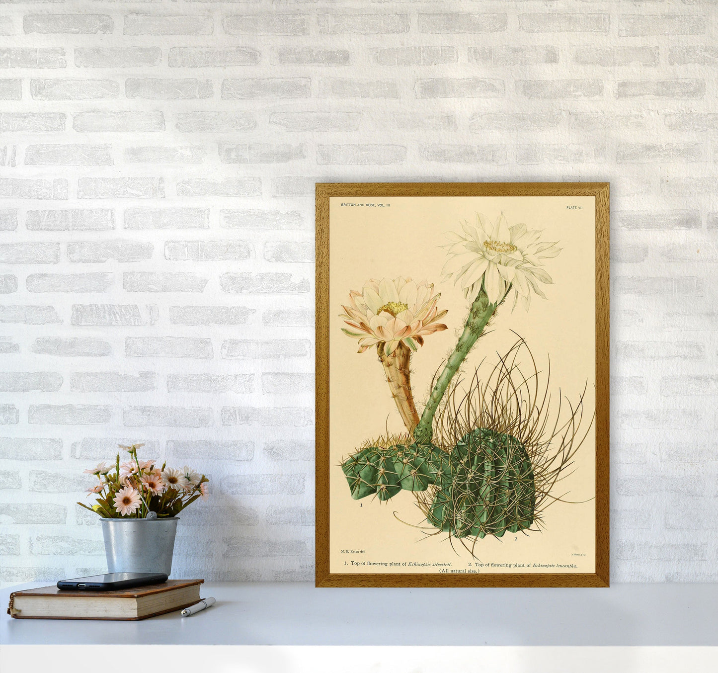 Sandsberg | Cactus Serie 6 Kunstdruck