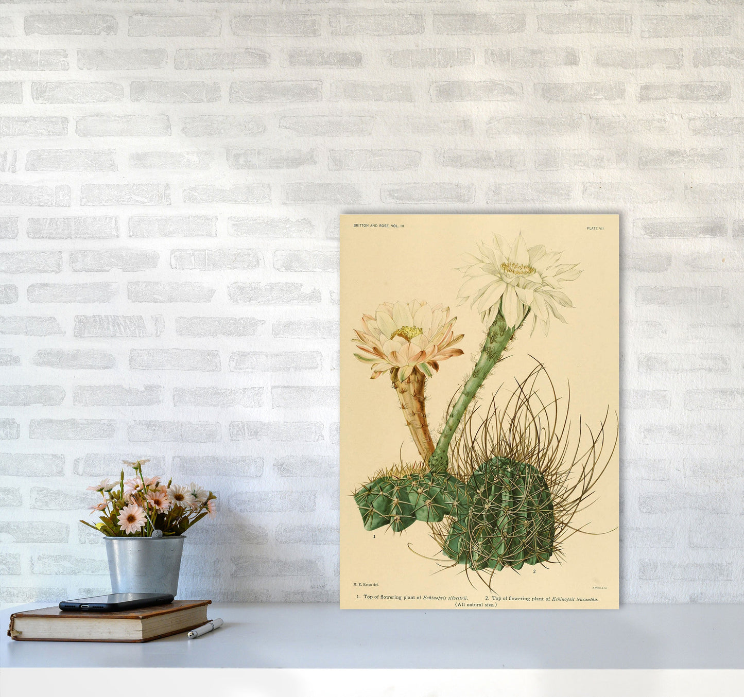 Sandsberg | Cactus Serie 6 Kunstdruck