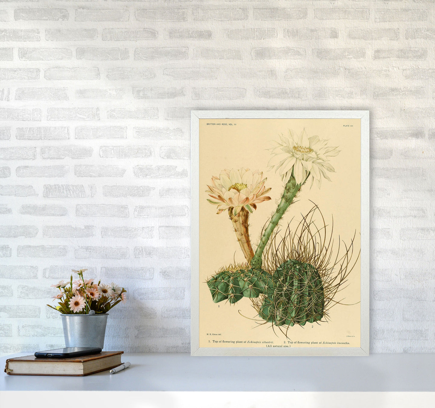 Sandsberg | Cactus Serie 6 Kunstdruck