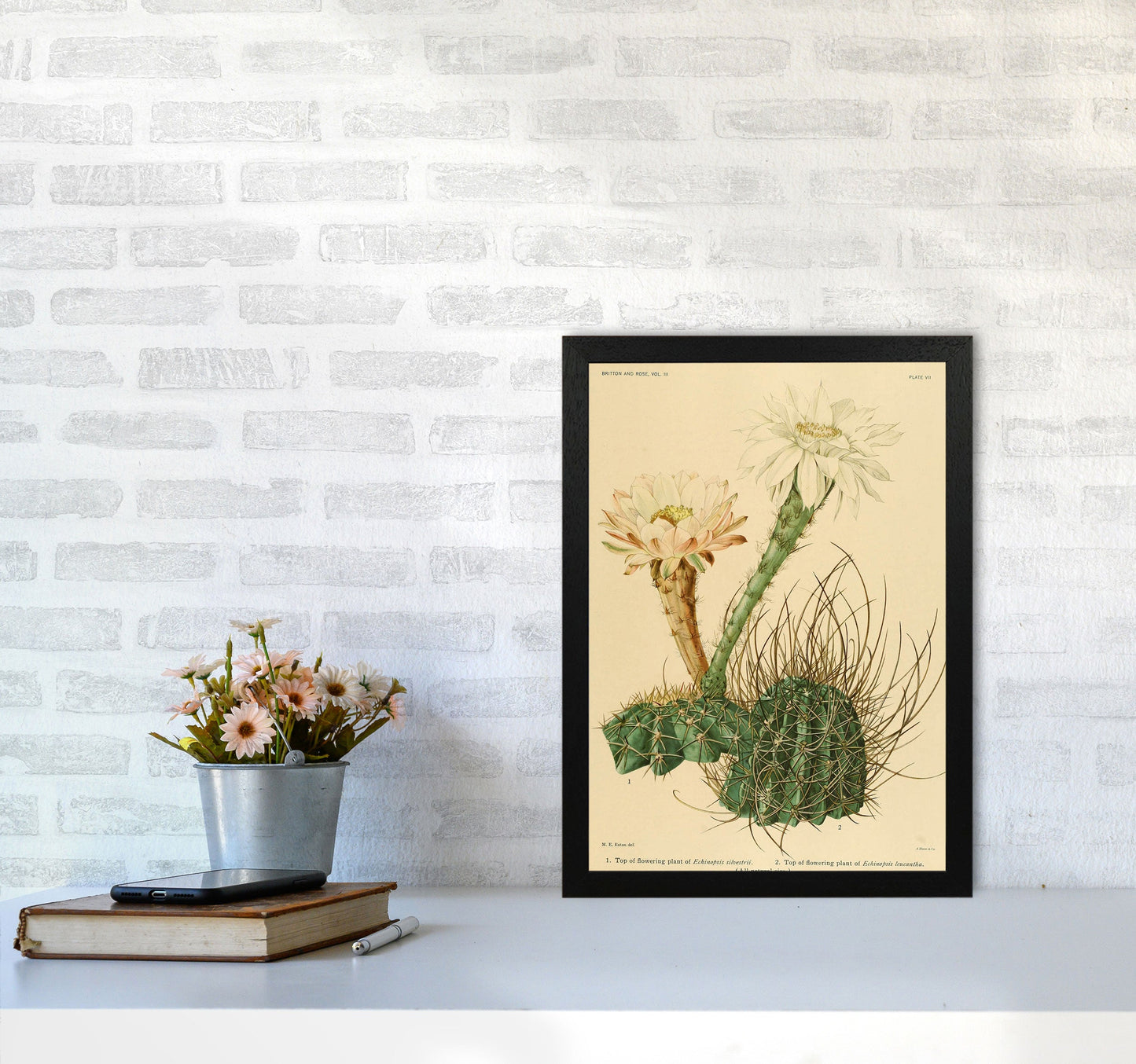 Sandsberg | Cactus Serie 6 Kunstdruck
