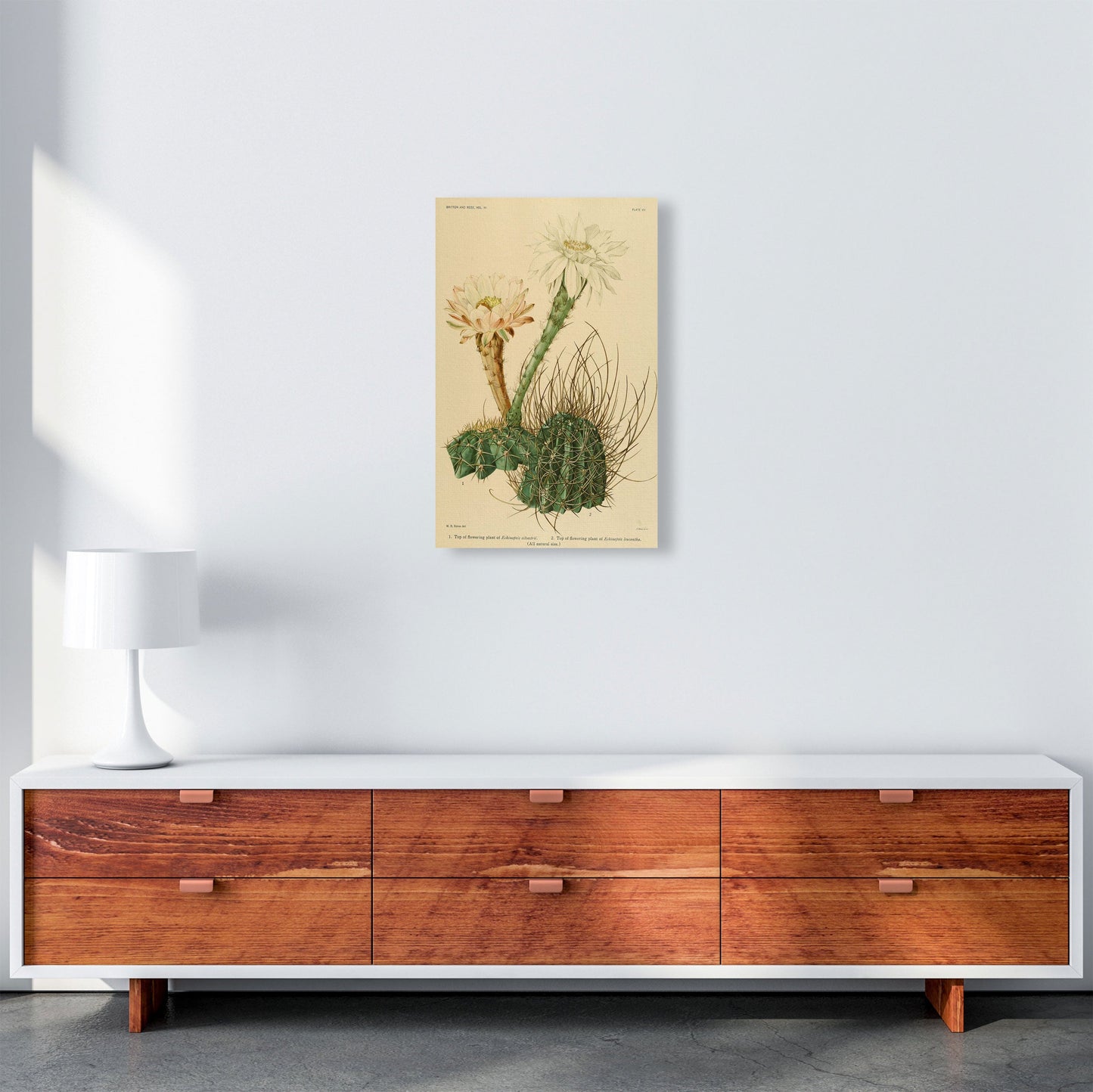 Sandsberg | Cactus Serie 6 Kunstdruck