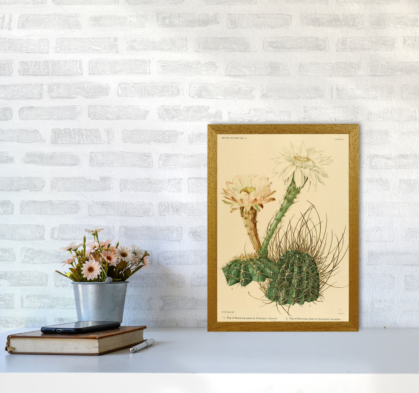 Sandsberg | Cactus Serie 6 Kunstdruck