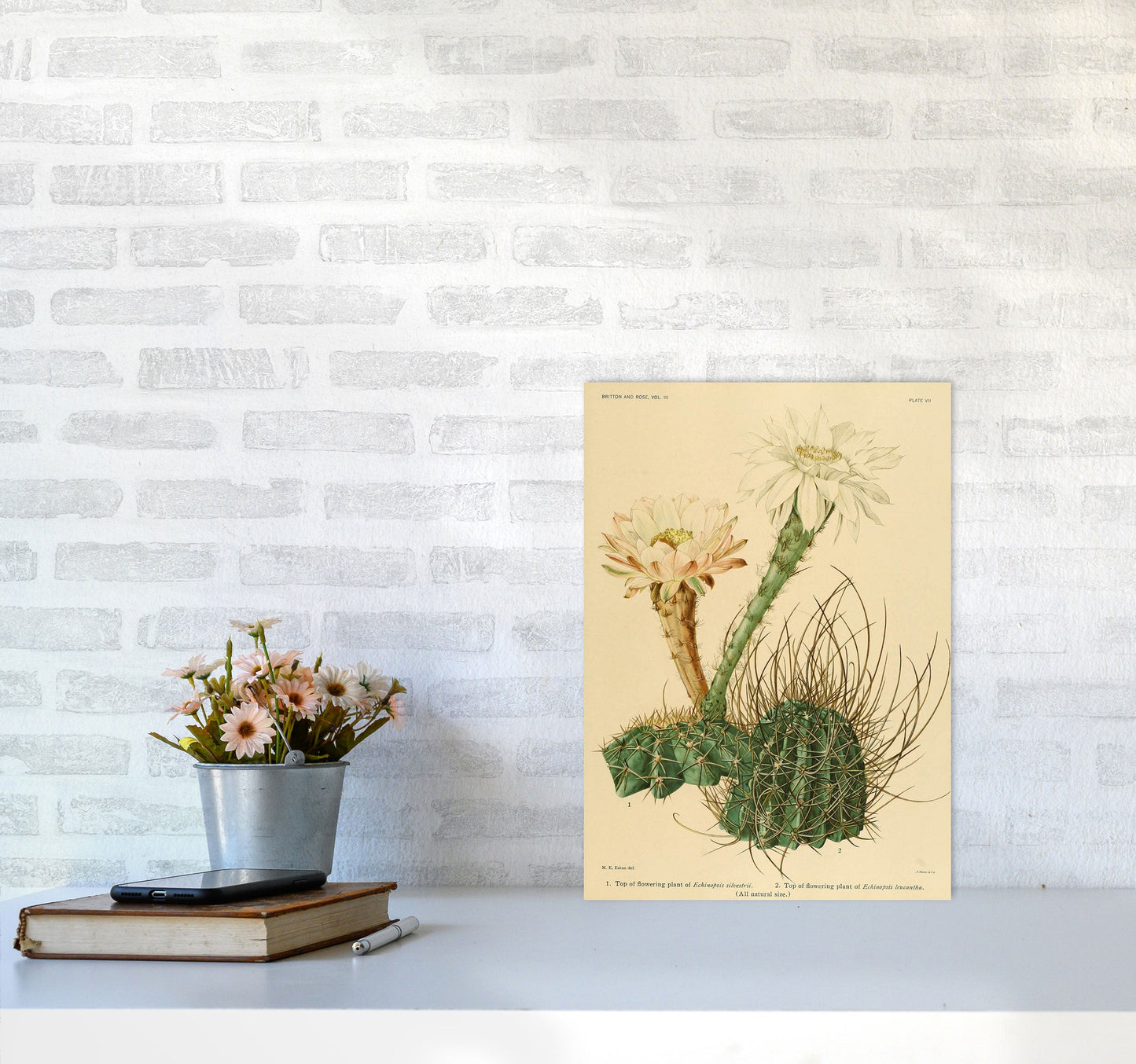 Sandsberg | Cactus Serie 6 Kunstdruck