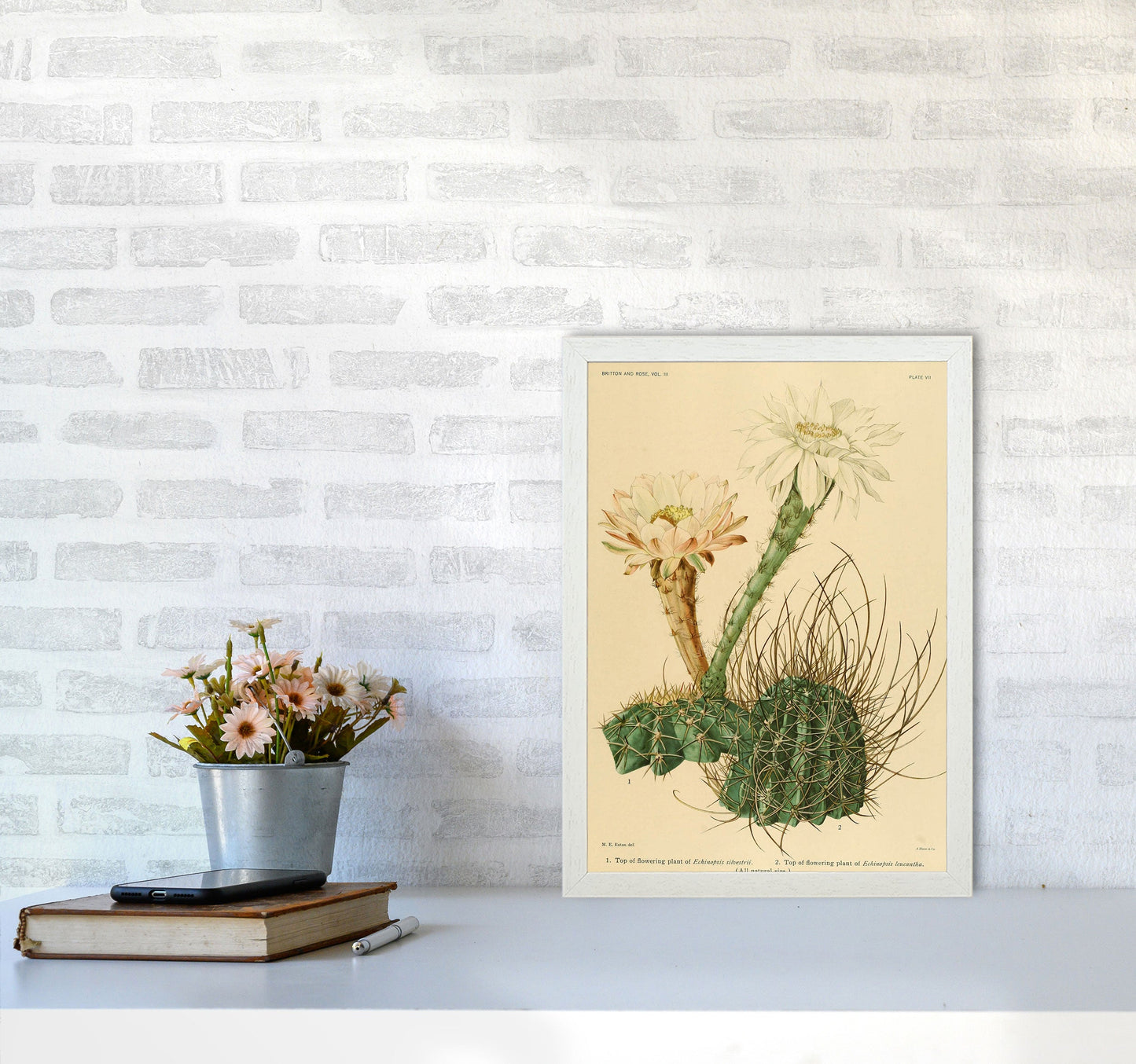Sandsberg | Cactus Serie 6 Kunstdruck