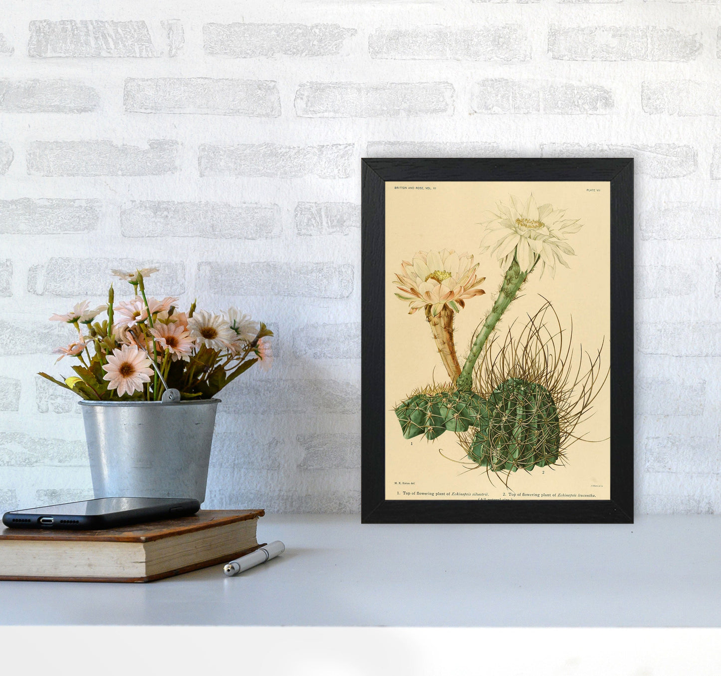 Sandsberg | Cactus Serie 6 Kunstdruck