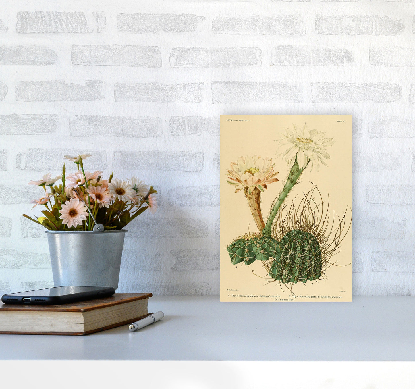 Sandsberg | Cactus Serie 6 Kunstdruck