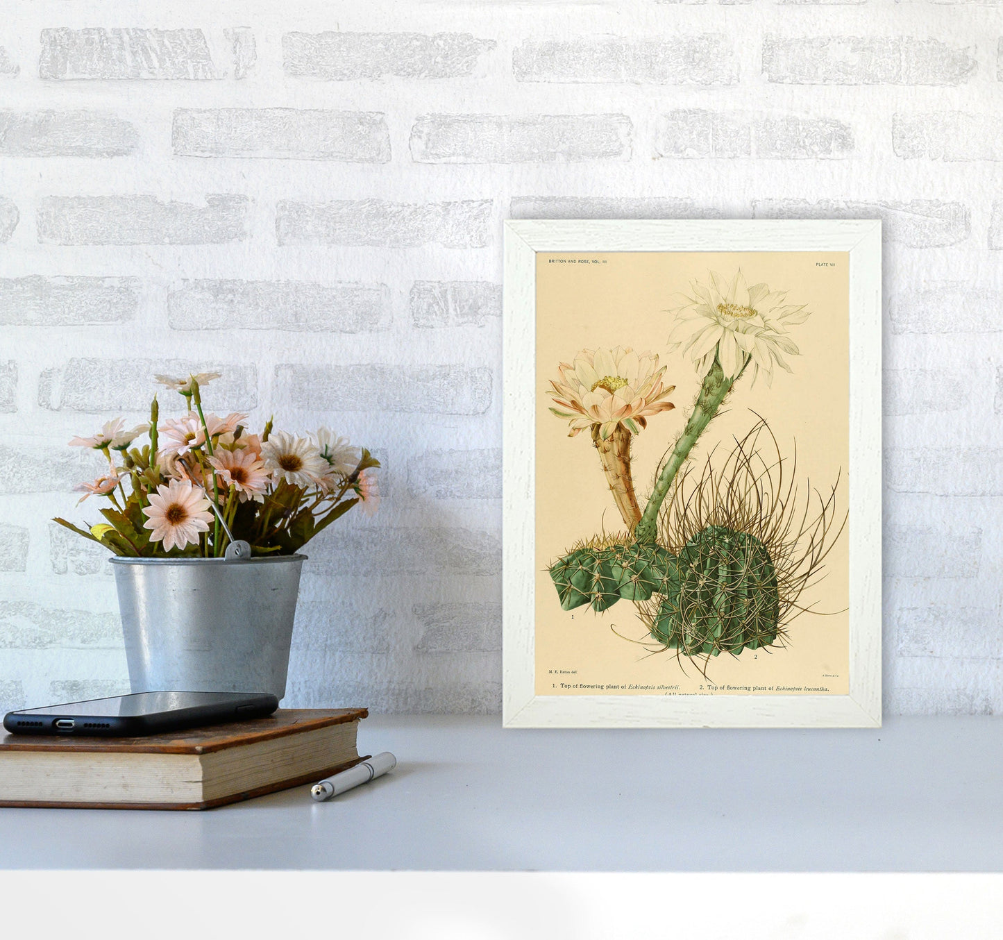 Sandsberg | Cactus Serie 6 Kunstdruck