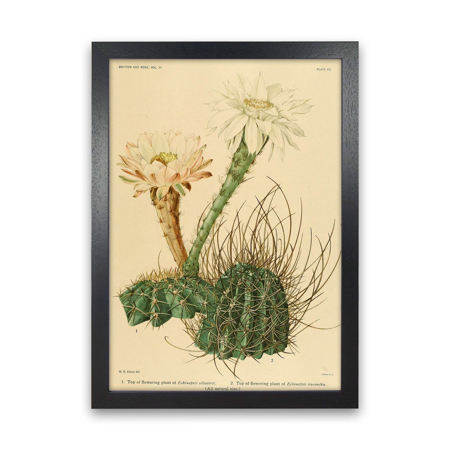 Sandsberg | Cactus Serie 6 Kunstdruck