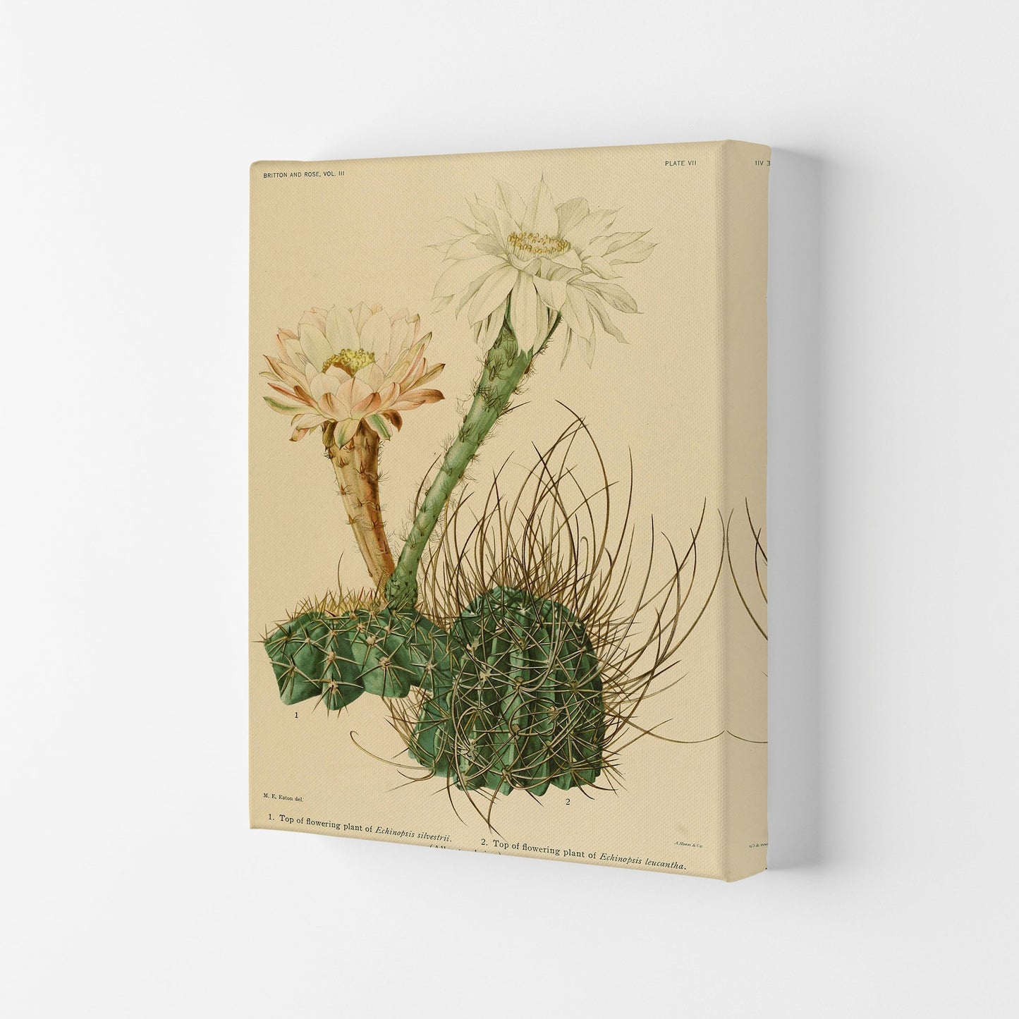 Sandsberg | Cactus Serie 6 Kunstdruck