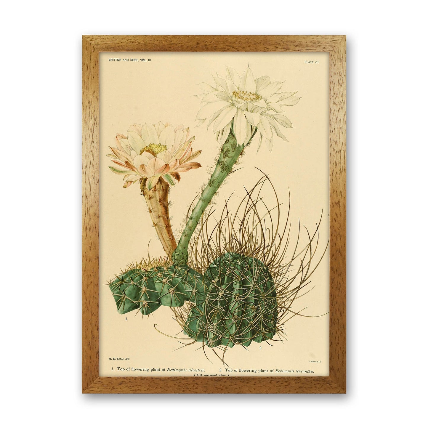 Sandsberg | Cactus Serie 6 Kunstdruck