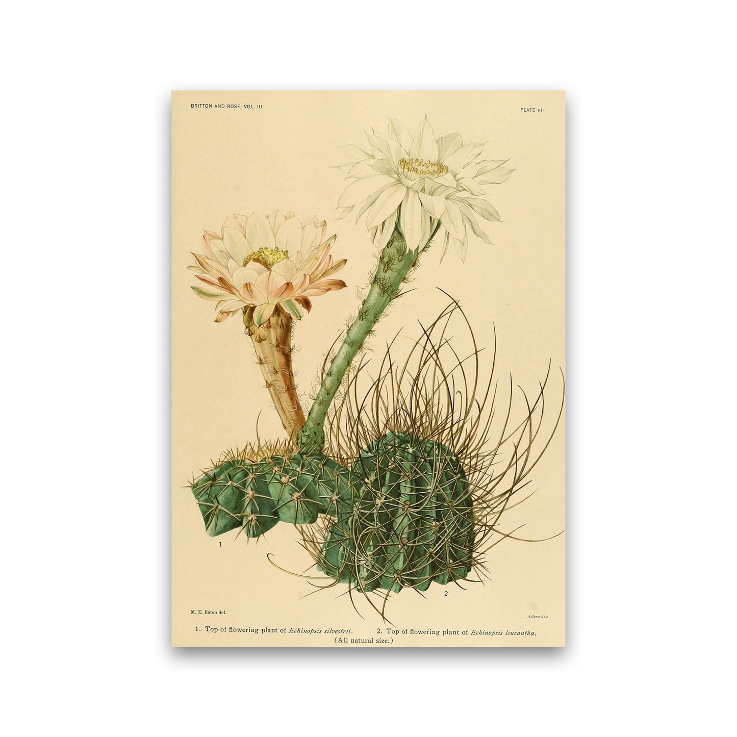 Sandsberg | Cactus Serie 6 Kunstdruck