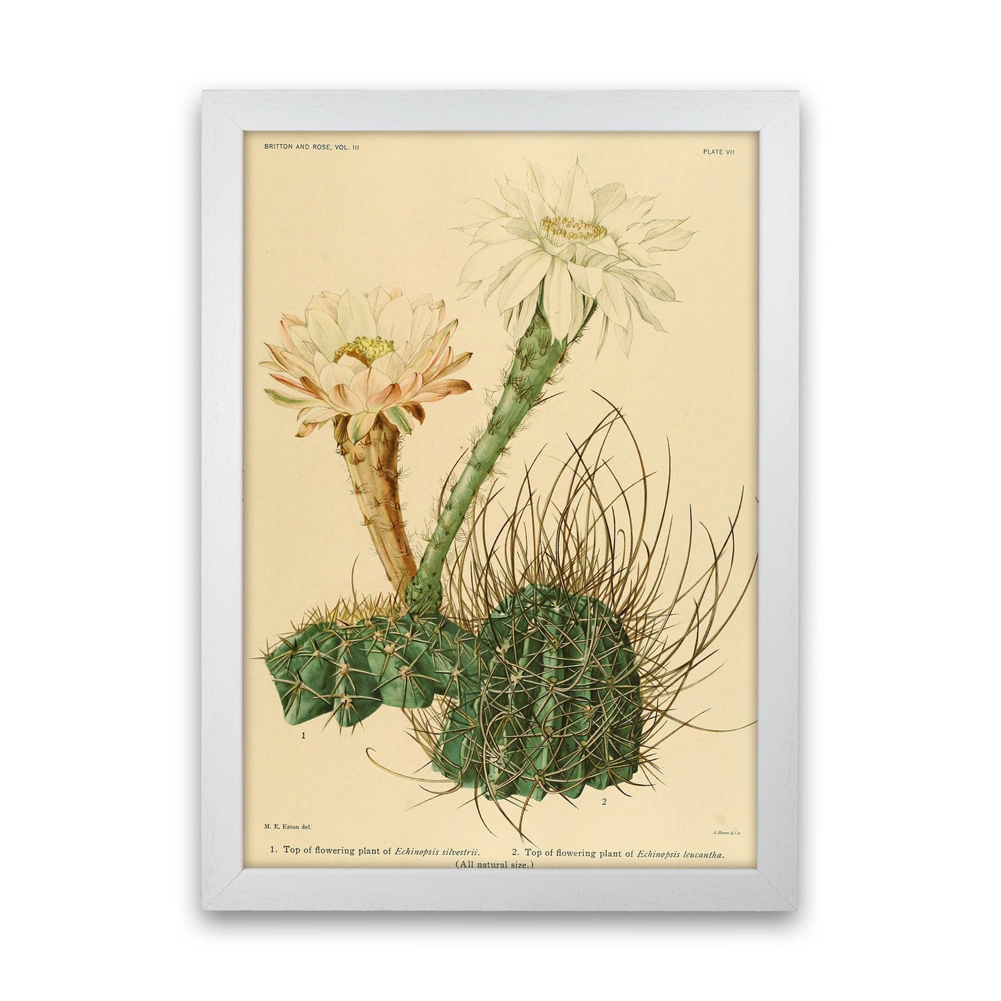 Sandsberg | Cactus Serie 6 Kunstdruck