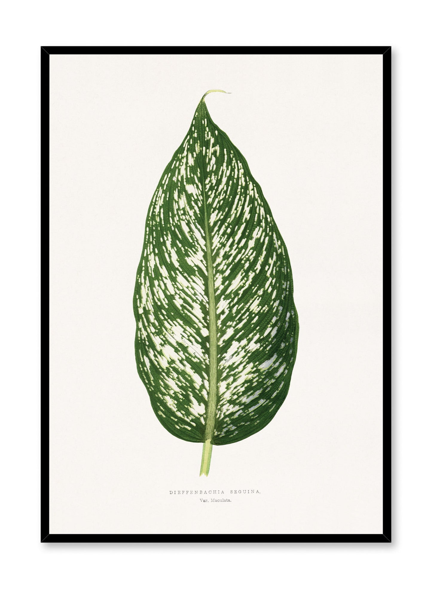 Sandsberg | Dieffenbachia, Poster