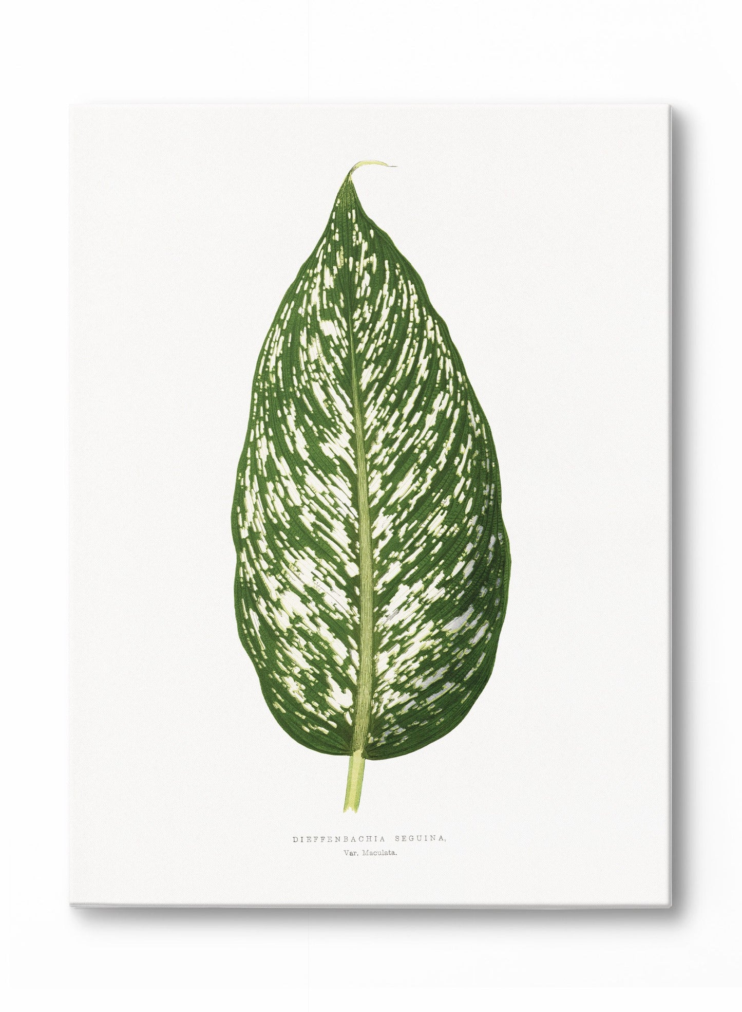 Sandsberg | Dieffenbachia, Poster