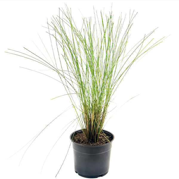 Pink Muhly Grass in Trade Gallon