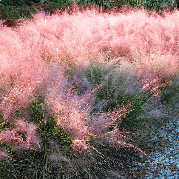 Pink Muhly Grass in Trade Gallon