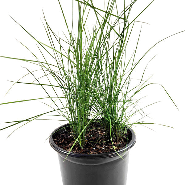 Pink Muhly Grass in Trade Gallon