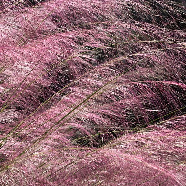Pink Muhly Grass in Trade Gallon