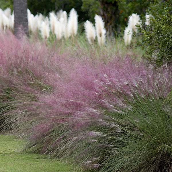 Pink Muhly Grass in Trade Gallon