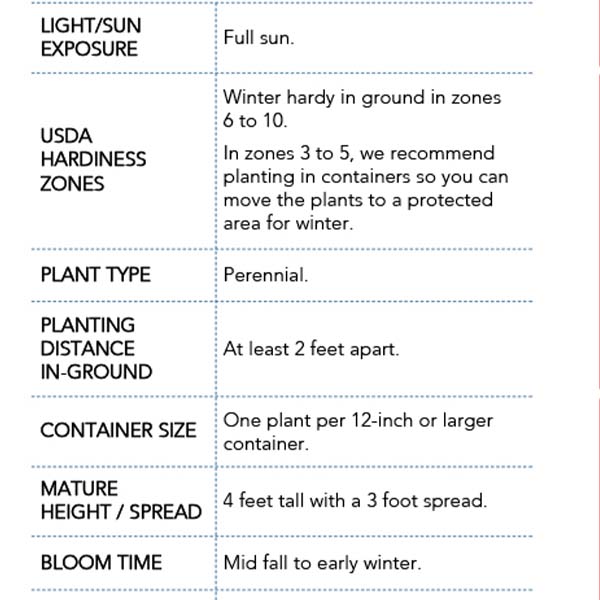 Pink Muhly Grass in Trade Gallon