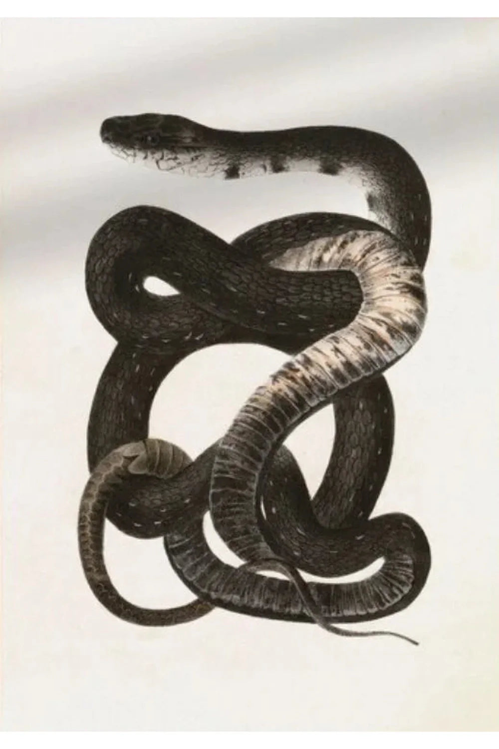 Gothic Nature Galerie Poster