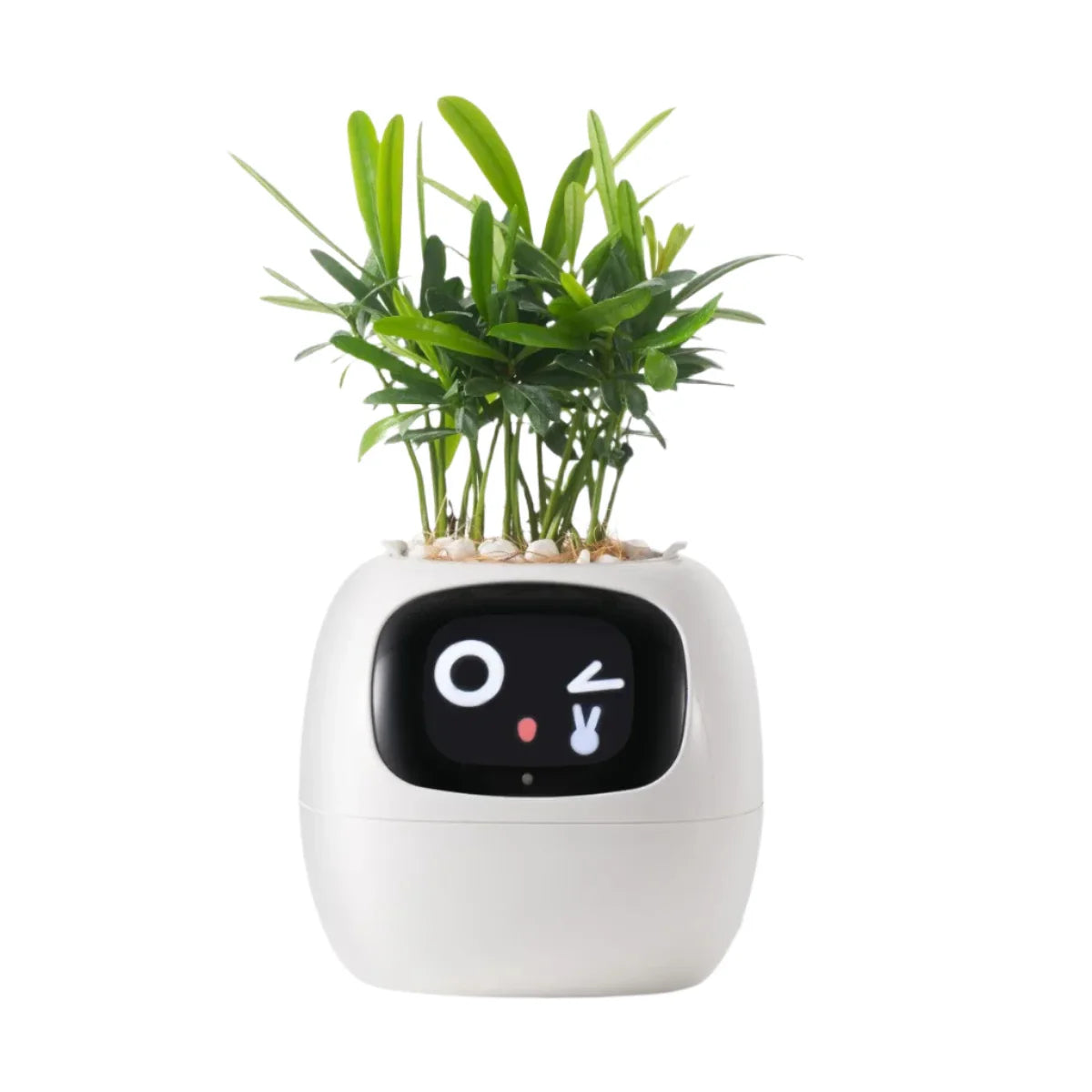 Sandsberg Ivy Smart Planter