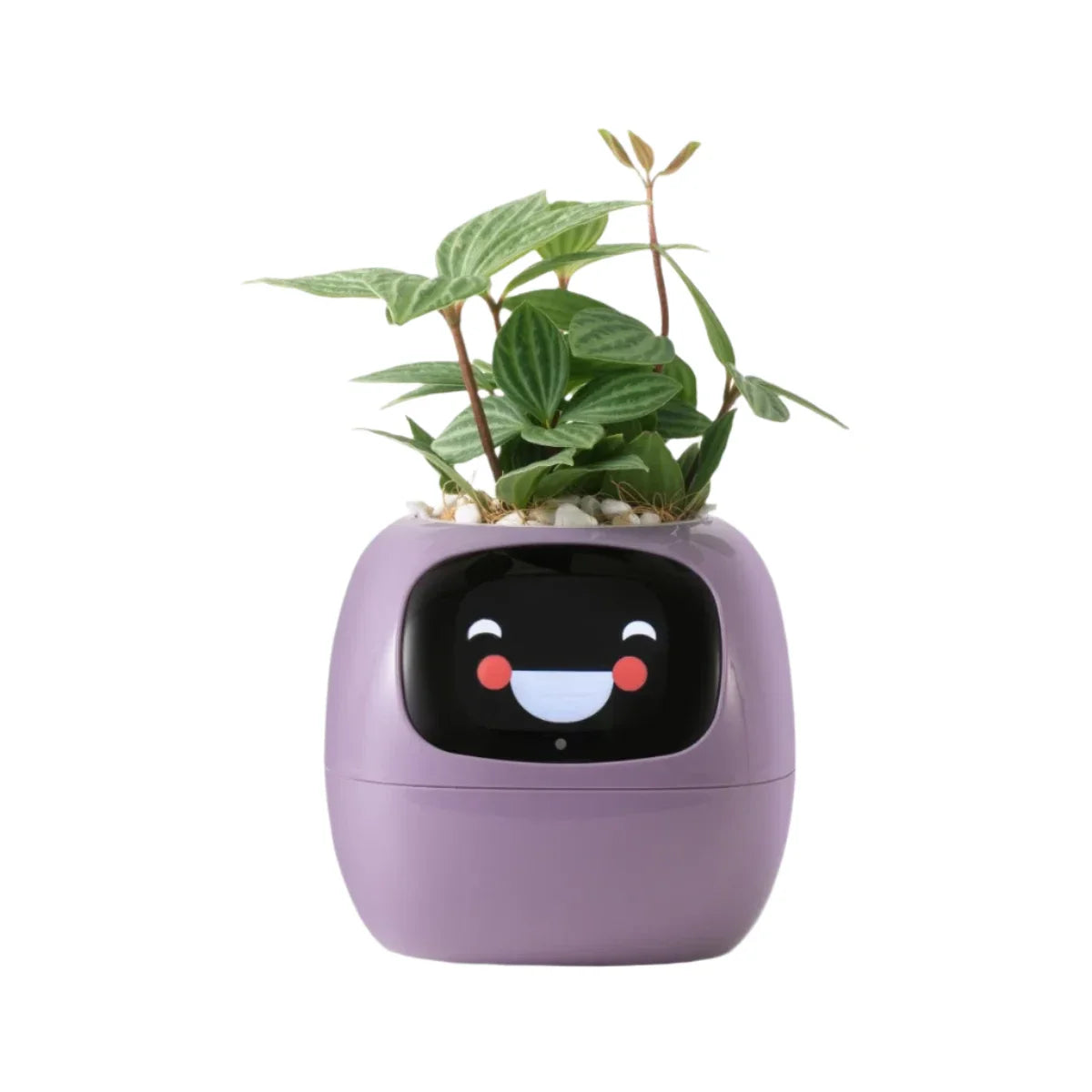 Sandsberg Ivy Smart Planter