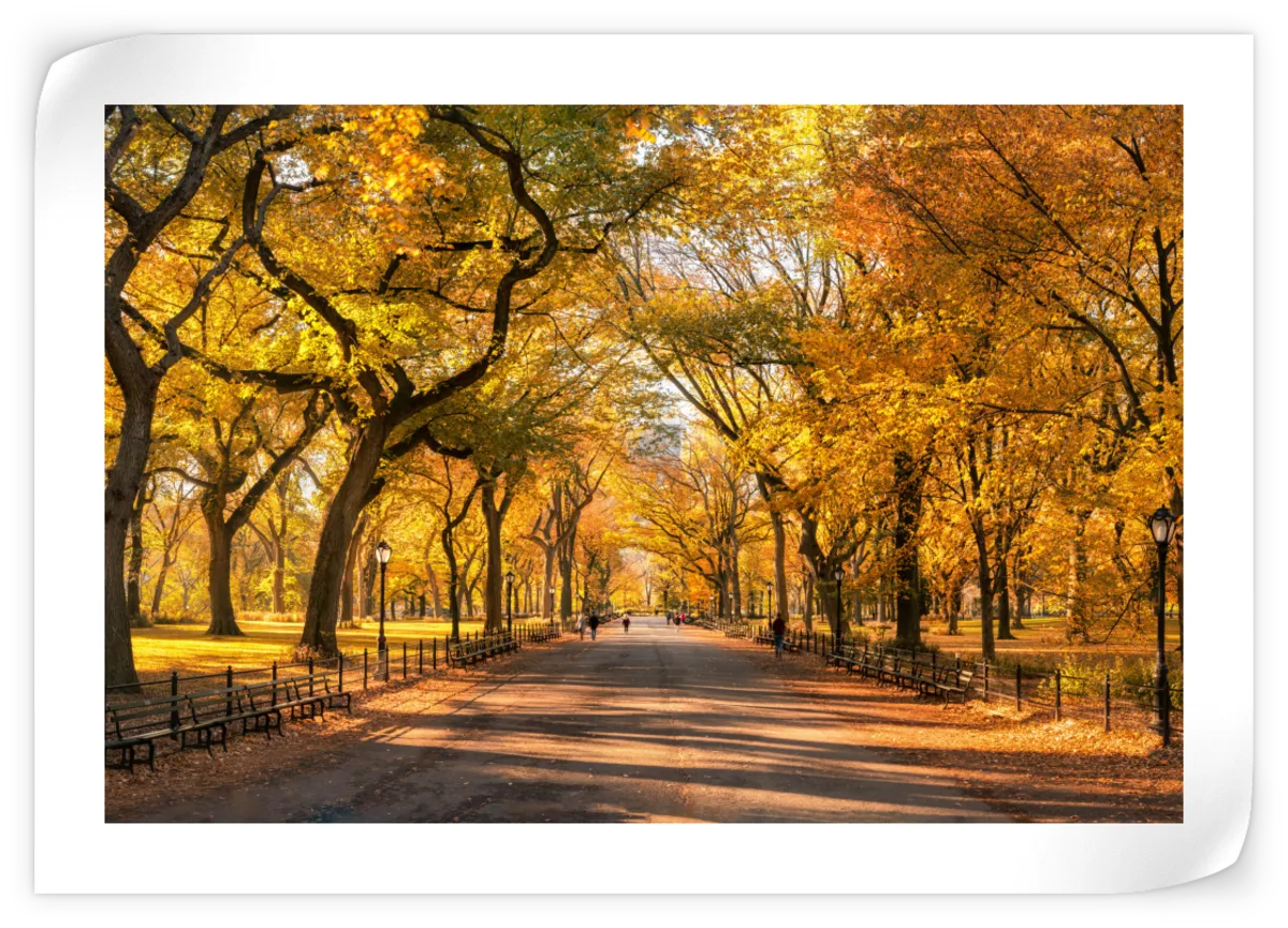Sandsberg | Herbst im Central Park New York Wandkunst