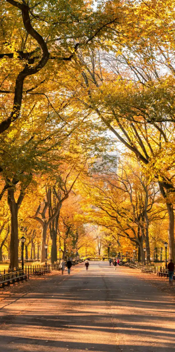 Sandsberg | Herbst im Central Park New York Wandkunst