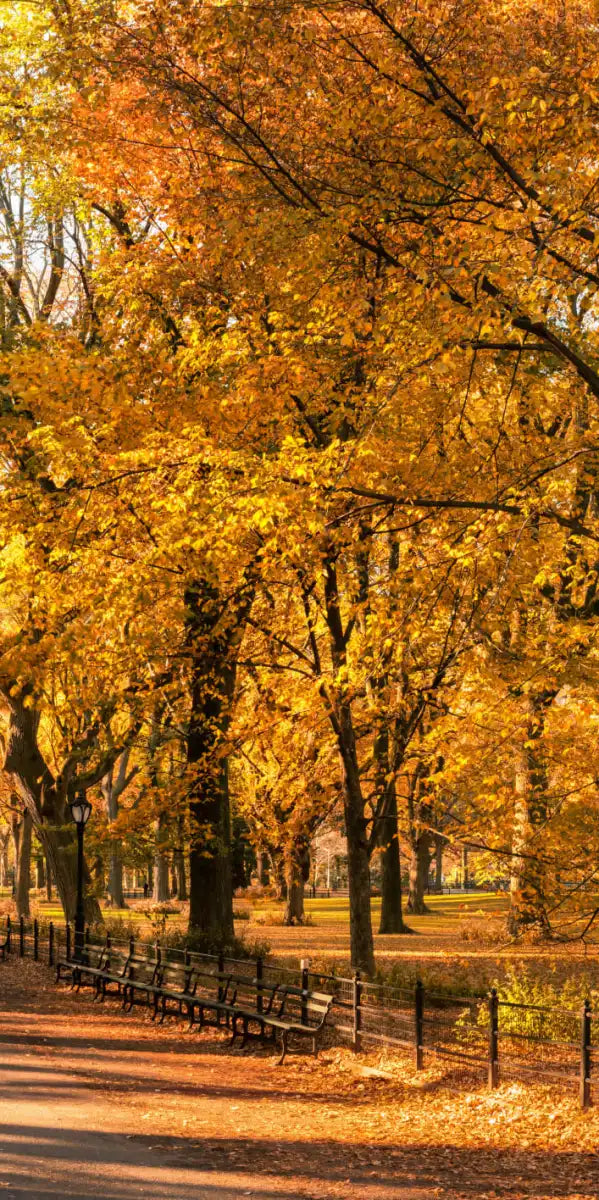 Sandsberg | Herbst im Central Park New York Wandkunst
