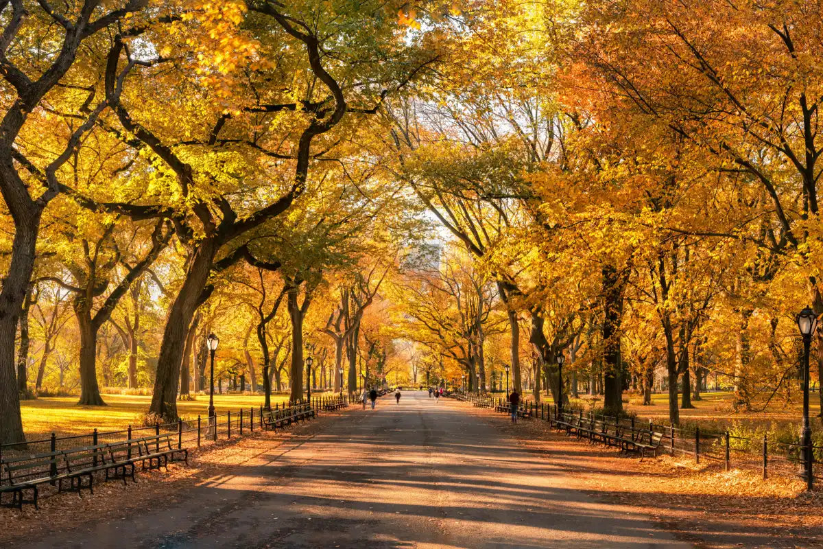 Sandsberg | Herbst im Central Park New York Wandkunst