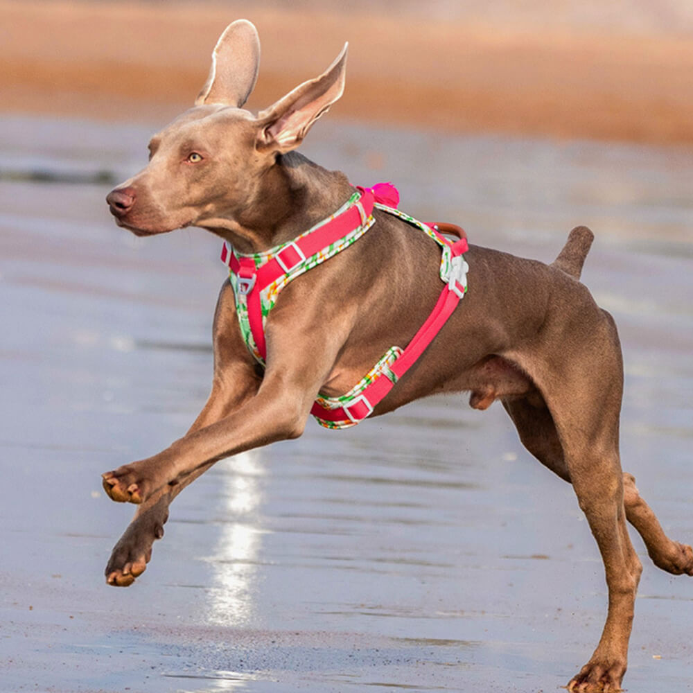 Sichere Anti-Zieh-Große Hunde-Geschirr und Leine Spaziergang Set mit Walk Tasche
