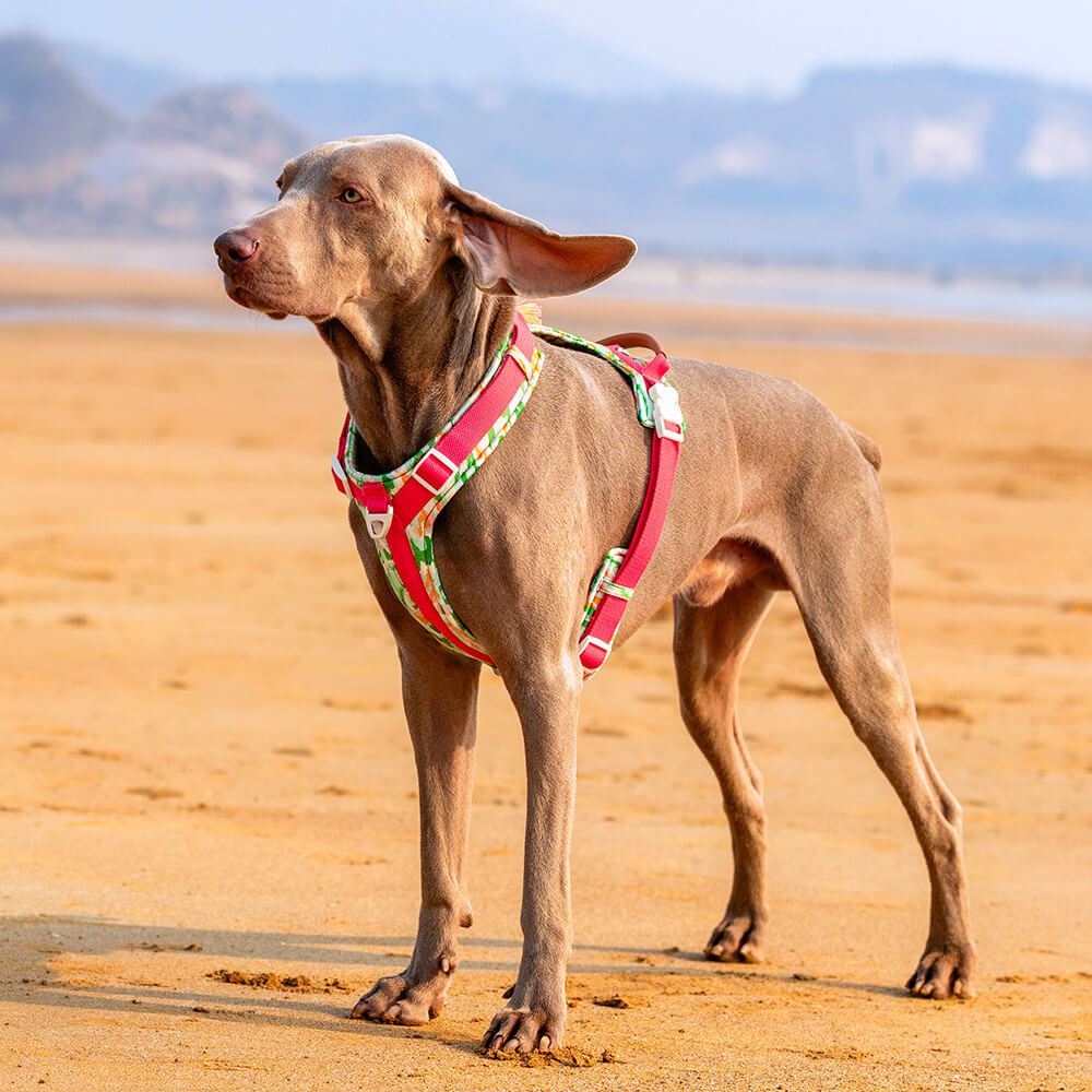Sichere Anti-Zieh-Große Hunde-Geschirr und Leine Spaziergang Set mit Walk Tasche