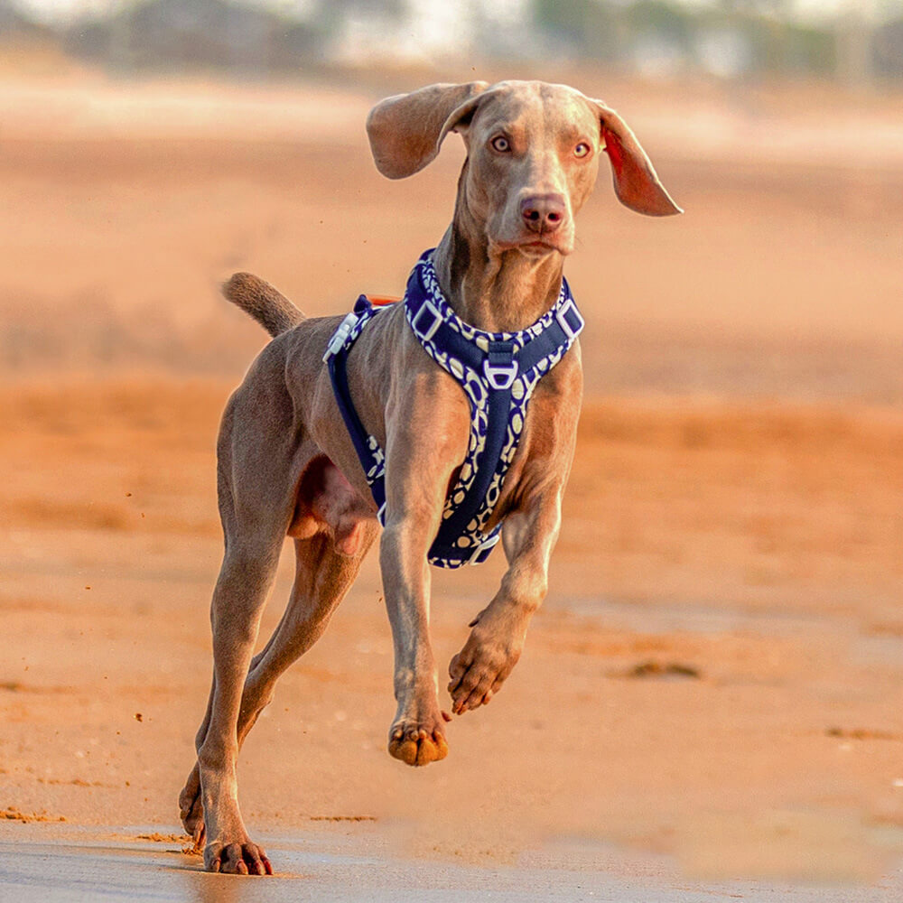 Sichere Anti-Zieh-Große Hunde-Geschirr und Leine Spaziergang Set mit Walk Tasche