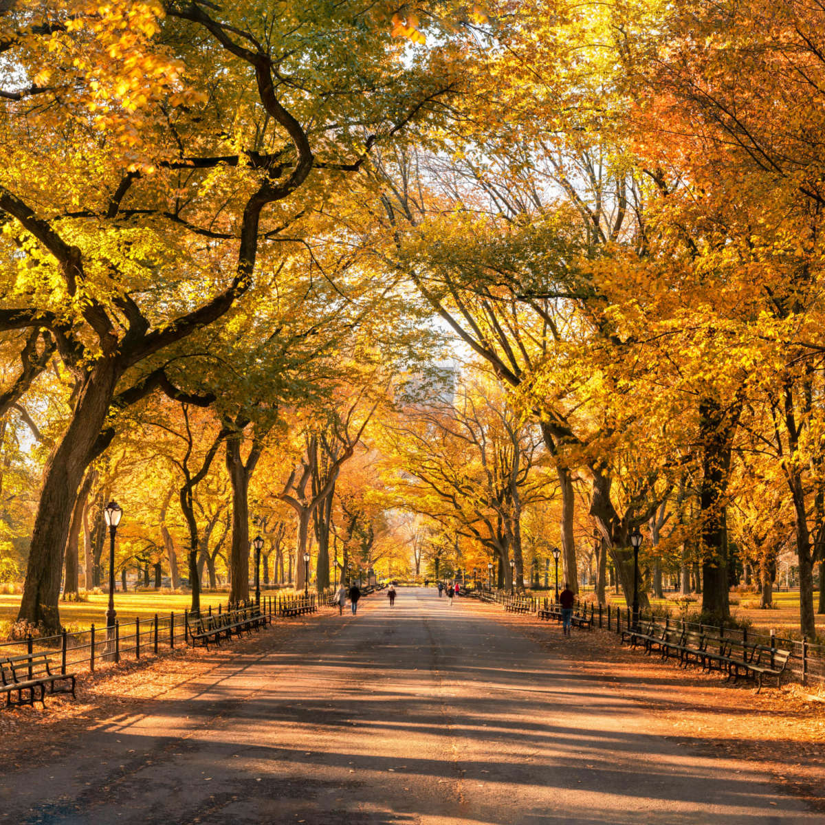 Sandsberg | Herbst im Central Park New York Wandkunst