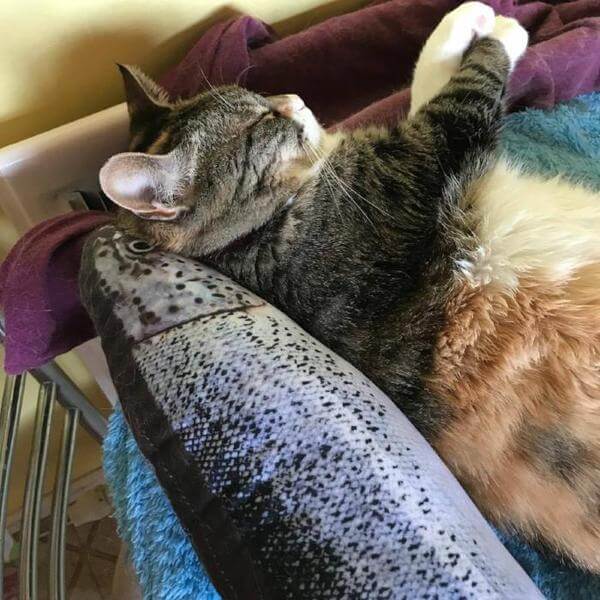 Nichts Verdächtiges an diesem Katzenspielzeug