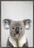 Sandsberg | Koala