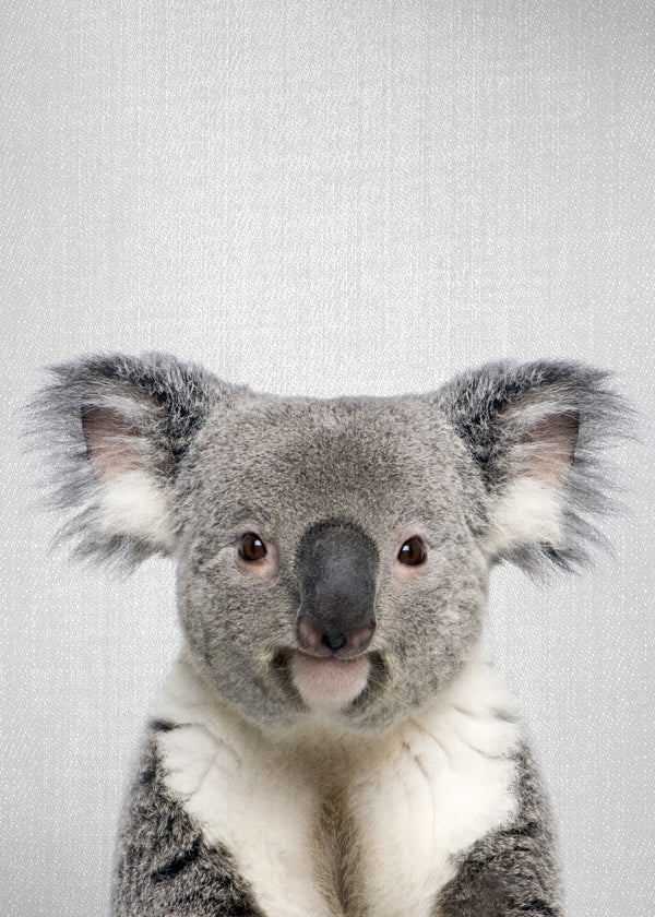 Sandsberg | Koala